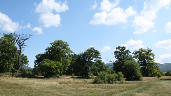 Quercus robur (English oak) - Panonian grove Gavurky, Slovakia (9/2021)