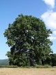 Quercus robur (Pedunculate oak, English oak) - Panonian grove Gavurky, Slovakia (9/2021)