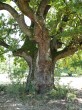 Quercus robur (Pedunculate oak, English oak) - trunk of a tree that may be up to 400 years old (Gavurky 9/2021)