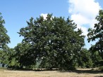 Quercus cerris (Austrian oak) - Gavurky, Slovakia (9/2021)
