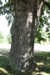 Quercus cerris (Austrian oak) - the bork