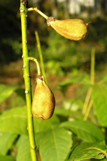 Aesculus parviflora (Small-flowered buckeye)