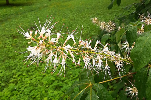 Aesculus parviflora (Small-flowered buckeye)
