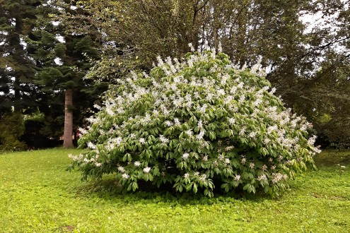 Aesculus parviflora (Small-flowered buckeye) - Hrádok Arboretum (8/2021)