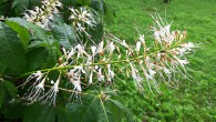 Aesculus parviflora (Small-flowered buckeye)