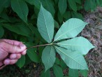 Aesculus parviflora (Small-flowered buckeye) - underside