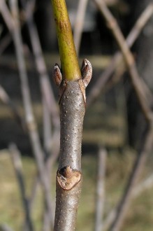 Aesculus parviflora (Small-flowered buckeye)