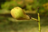 Aesculus parviflora (Small-flowered buckeye)