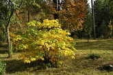 Aesculus parviflora (Small-flowered buckeye) - Hrádok Arboretum (10/2009)