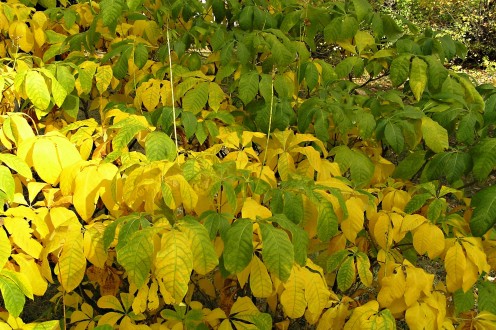 Aesculus parviflora (Small-flowered buckeye) - decorative in autumn with yellow-colored leaves