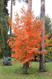 Acer saccharum (Sugar maple) - Hrádok Arboretum (10/2021)