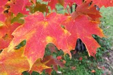 Acer saccharum (Sugar maple)
