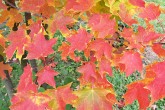 Acer saccharum (Sugar maple)