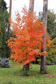 Acer saccharum (Sugar maple) - Hrádok Arboretum (10/2021)