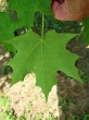 Acer saccharum (Sugar maple) - underside