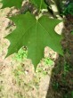 Acer saccharum (Sugar maple) - underside