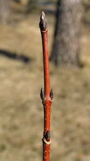 Acer saccharum (Sugar maple)