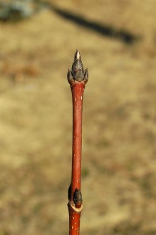 Acer saccharum (Sugar maple)