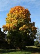 Acer platanoides (Norway maple, Milk maple) - Vavrišovo (9/2021)