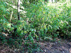 Staphylea pinnata (Bladdernuts) - Vihorlat Mountains, Vinianske Lake area, about 270 m above the sea level (10/2021)