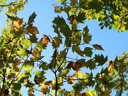 Sorbus torminalis - decorative in autumn with leaves