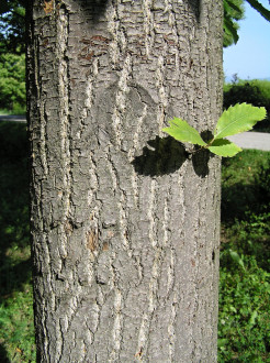 Castanea sativa (Edible chestnut, Sweet chestnut) - bark