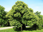 Castanea sativa (Sweet chestnut)