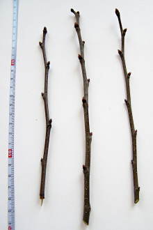 Castanea sativa (Sweet chestnut)