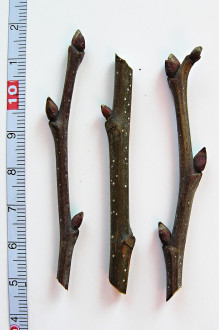 Castanea sativa (Sweet chestnut)