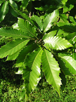 Castanea sativa (Sweet chestnut) - twig with leaves