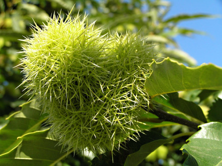 Castanea sativa (Sweet chestnut) - a husk that splits open with 3 - 4 valves at maturity