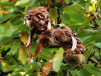 Castanea sativa (Sweet chestnut)