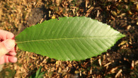 Castanea sativa (Sweet chestnut) - upper side