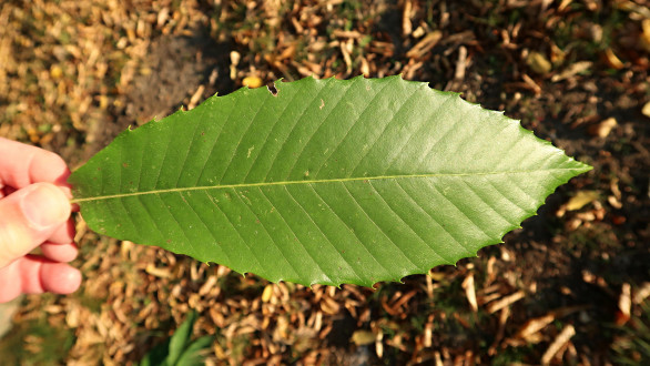 Castanea sativa (Sweet chestnut) - upper side