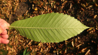 Castanea sativa (Sweet chestnut) - under side