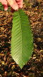 Castanea sativa (Sweet chestnut) - upper side