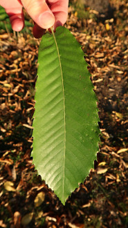 Castanea sativa (Sweet chestnut) - upper side