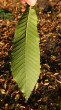 Castanea sativa (Sweet chestnut) - under side