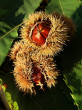 Castanea sativa (Sweet chestnut) - 2 - 3 nuts in a long spiked spherical cupule, which splits open with 3 - 4 lobes
