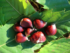 Castanea sativa (Sweet chestnut) - achene /nuts (chestnuts)
