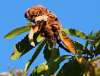 Castanea sativa (Sweet chestnut)