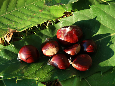 Castanea sativa (Sweet chestnut) - the fruits (chestnuts) have wide possibilities of use