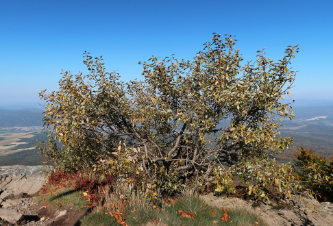 Salix caprea (Sea buckthorn willow) - Veľký Sninský kameň, Vihorlat Mountains, 998 m above the sea level (10/2021)
