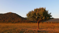 Pyrus pyraster (European wild pear) - pastures below Vinian Castle, Slovakia (10/2021)