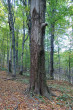 Fagus sylvatica (European beech) - bark (Morské oko, Vihorlatské hills, 10/2021)