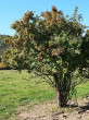 Acer tataricum (Tartar maple, Tatarian maple) - pastures below Vinian Castle (10/2021)