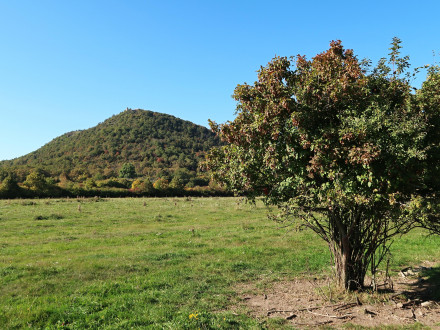 Acer tataricum (Tartar maple, Tatarian maple) - pastures below Vinian Castle (10/2021)