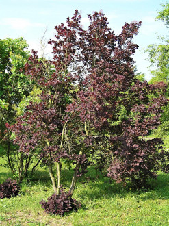 Cotinus coggygria (European smoketree) - Royal Purple