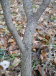Cotinus coggygria (European smoketree) - the bark