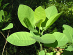 Cotinus coggygria (European smoketree) - twig with leaves